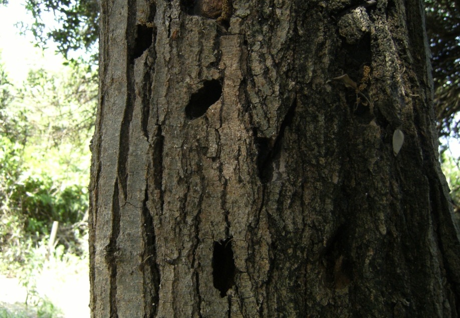 Albero roso da insetti xilofagi